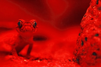 红蜥蜴选择性摄影
